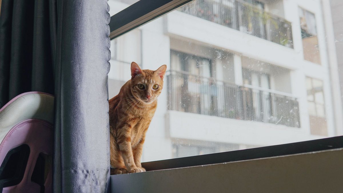Katze am Wohnungsfenster