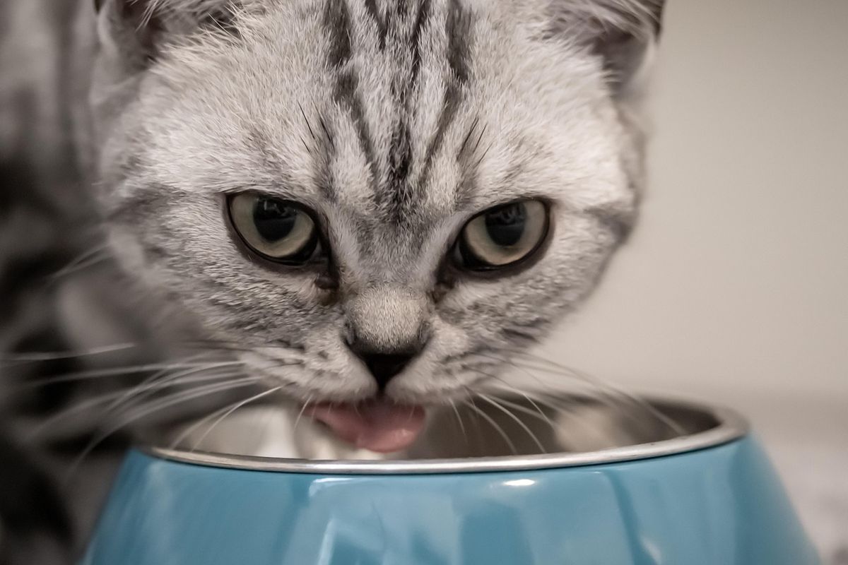 Katze am Futternapf